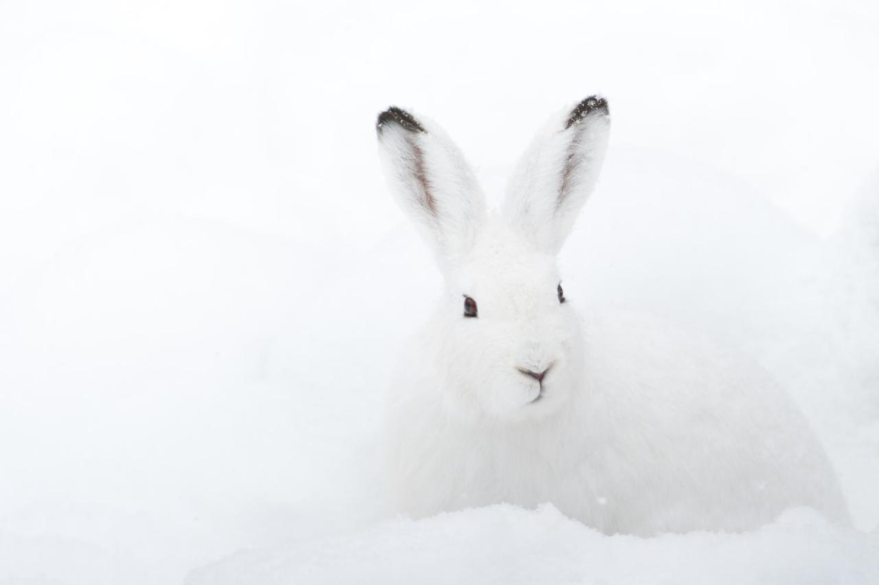 Chalet ?Snow Bunny? Stadl an der Mur Esterno foto